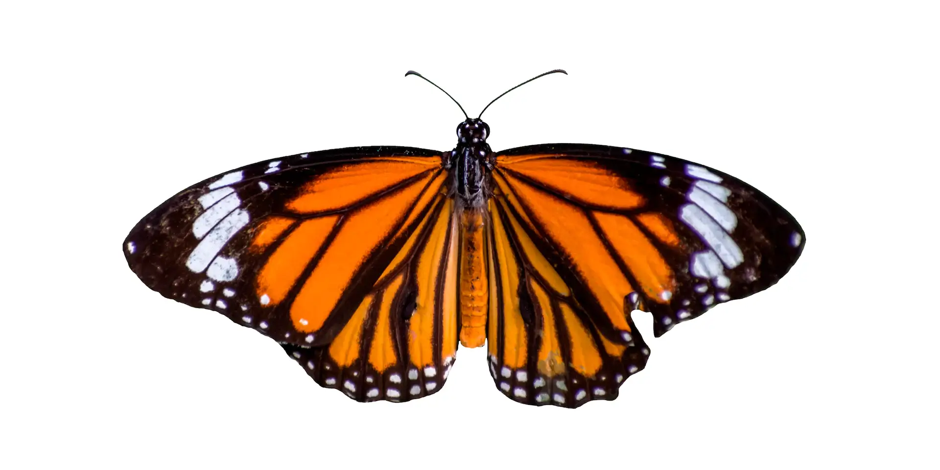 Imagem do post Efeito Borboleta